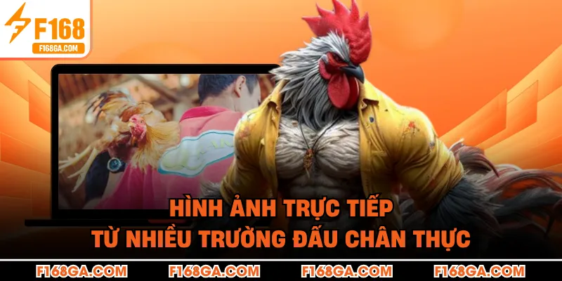 Hình ảnh trực tiếp từ nhiều trường đấu chân thực