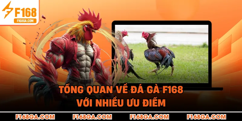 Tổng quan về đá gà F168 với nhiều ưu điểm